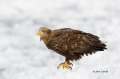 White-tailed-Eagle;White-tailed-Sea-Eagle;Sea-Eagle;Haliaeetus-albicilla;Japan;b
